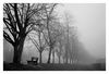 Allee im Nebel (Oberkirch), schwarz-weiss