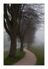 Allee im Nebel (Oberkirch)