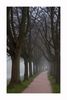 Allee im Nebel (Oberkirch)