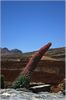 Natternkopf, Rote Tajinaste (echium wildpretii) am Pico del Teide