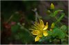 Großblättriges Johanniskraut (Hypericum grandifolium) im Regenwald, Anagagebirge
