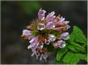 Zitronenstrauch (Lemon Verbena, Aloysia triphylla) im Regenwald, Anagagebirge