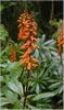 Tenerife-Kanarenfingerhut (Isoplexis canariensis) im Regenwald, Anagagebirge