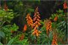 Tenerife-Kanarenfingerhut (Isoplexis canariensis) im Regenwald, Anagagebirge