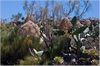 Stadt-Aeonium (Aeonicum urbicum) 