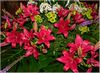 Blumenarrangement mit roten Lilien im Empfangsbereich des Hotels