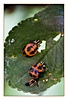eine sich verpuppende Larve (im Bild unten) und eine Puppe (Asiatischer Marienkäfer)
