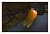 Asiatischer Marienkäfer, mit nur angedeuteten Punkten
