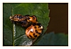 Asiatischer Marienkäfer mit zerflossenen Punkten nach dem Schlüpfen. Links die Puppenhaut.