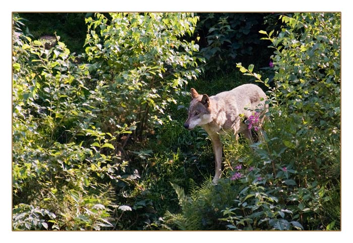Wolf
