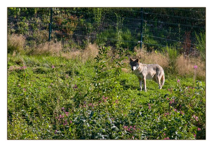 Wolf