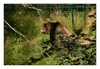 ein Baer hat eine Karotte entdeckt und vernascht sie auch gleich
