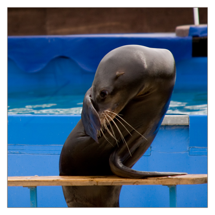 Seelöwe