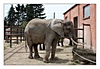 die afrikanische Elefantin Mala wurde für mich ausgesucht.