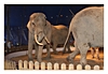 Elefantenvoführung in der Manege