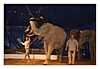 vom Elefant hochgehoben und durch die Manege getragen.