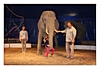 auch Kinder werden bei der Vorführung in der Manege miteinbezogen