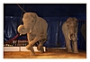Elefant steht auf zwei Beinen