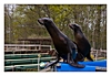 die beiden Seelöwen Itschy und Scratchy