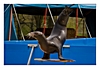 Seelöwe