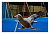 Seelöwe