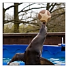Seelöwe beim balancieren mit dem Ball