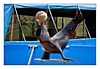 Seelöwe beim balancieren mit dem Ball