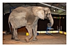 Elefant klaut Stuhl