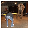 Fussballspiel mit einem Elefant
