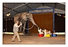 Vorführung mit Elefant und Bernhardinerhunden.