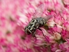 Graue Fleischfliege