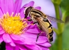 Sumpfschwebfliege 