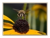 Schwebfliege (?)
