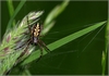 Spinne