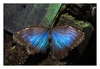 Morpho peleides