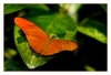 Dryas julia