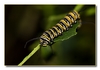 Schmetterlingsraupe