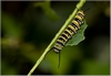 Schmetterlingsraupe