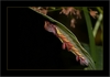 Schmetterlingsraupe