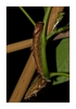 Schmetterlingsraupe