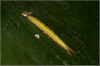 Schmetterlingsraupe