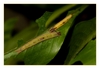 Schmetterlingsraupe