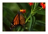 Monarchfalter (Danaus plexippus) 