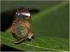 Glasflügler (Greta oto) 