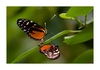 Heliconius hecale bei der Paarung