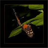 Heliconius hecale bei der Paarung