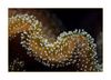 leather coral (Stylophora?), Korallle