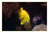 Hawaii Seebader, (Hawaii Doktor, Yellow Tang, Zebrasoma flavescens)  