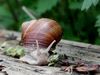 Schnecke