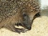 Igel